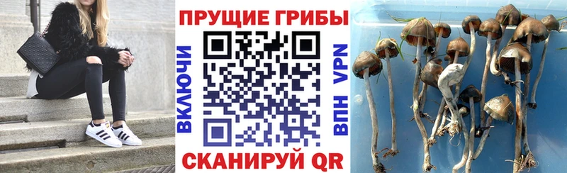 Псилоцибиновые грибы Psilocybine cubensis  Купить где  Октябрьск 